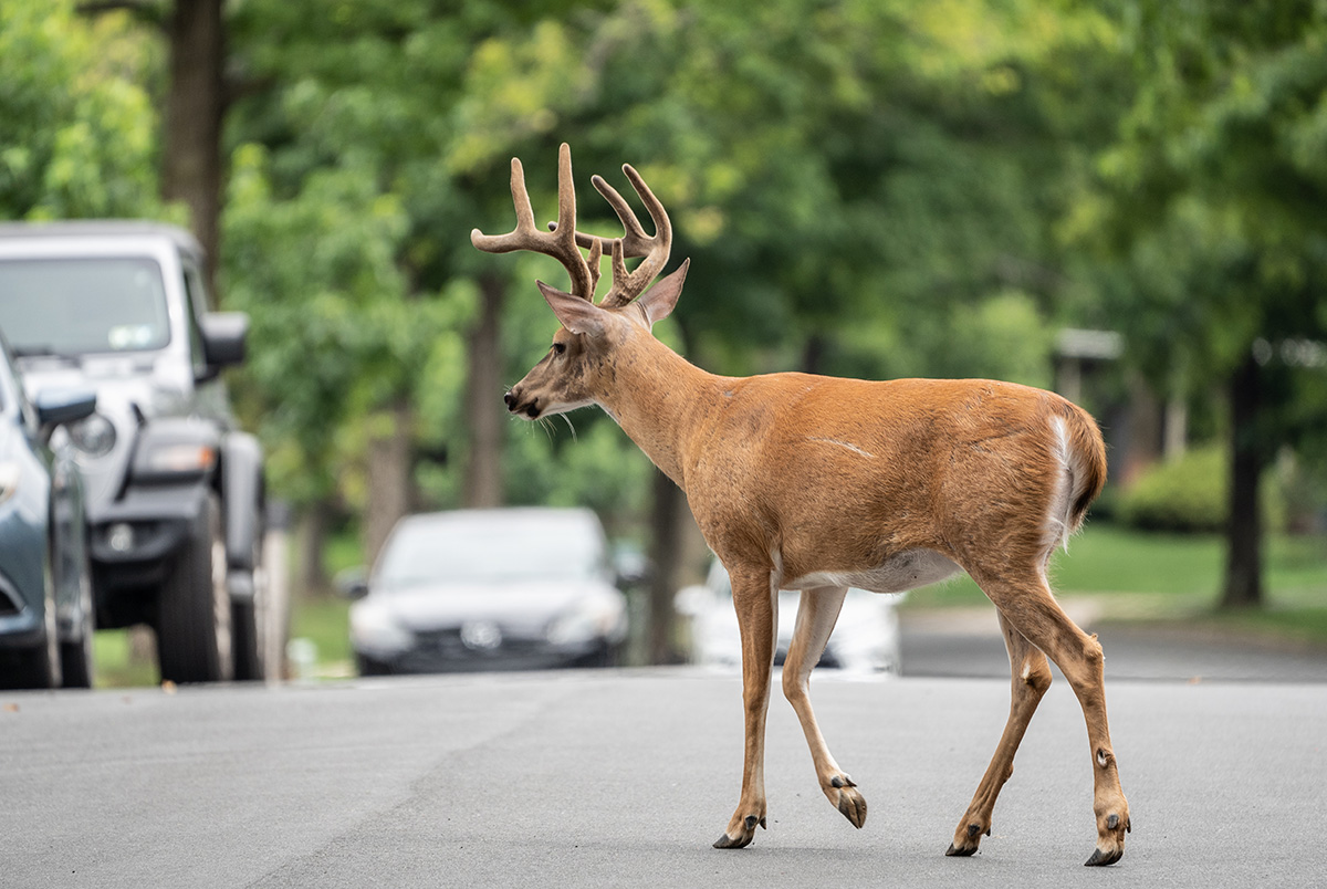 As wildlife prepares for winter, deer activity increases and along with it, the number of deer collisions.