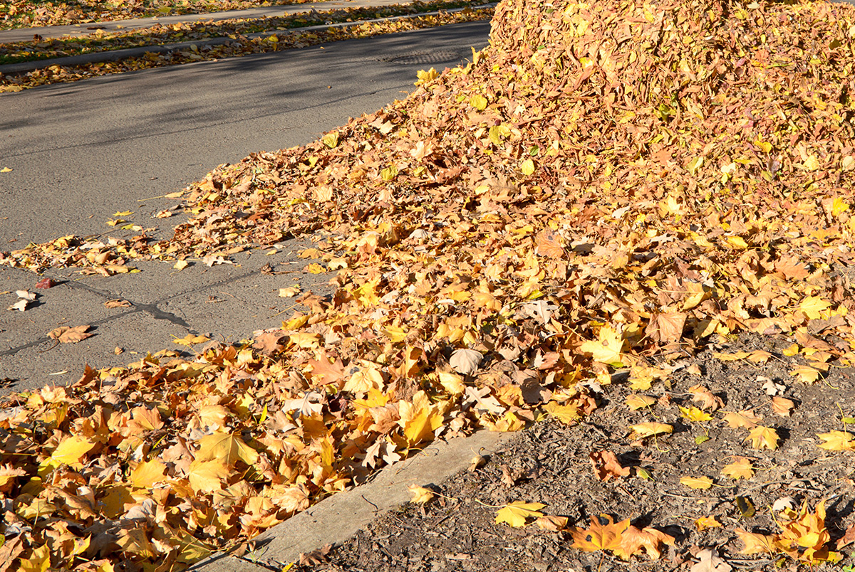 A large leaf pile - leaf piles are potential hazards. Avoid driving through them.